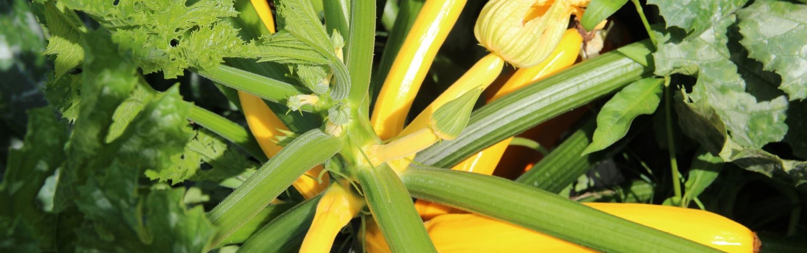 Heirloom Seeds and Squashes