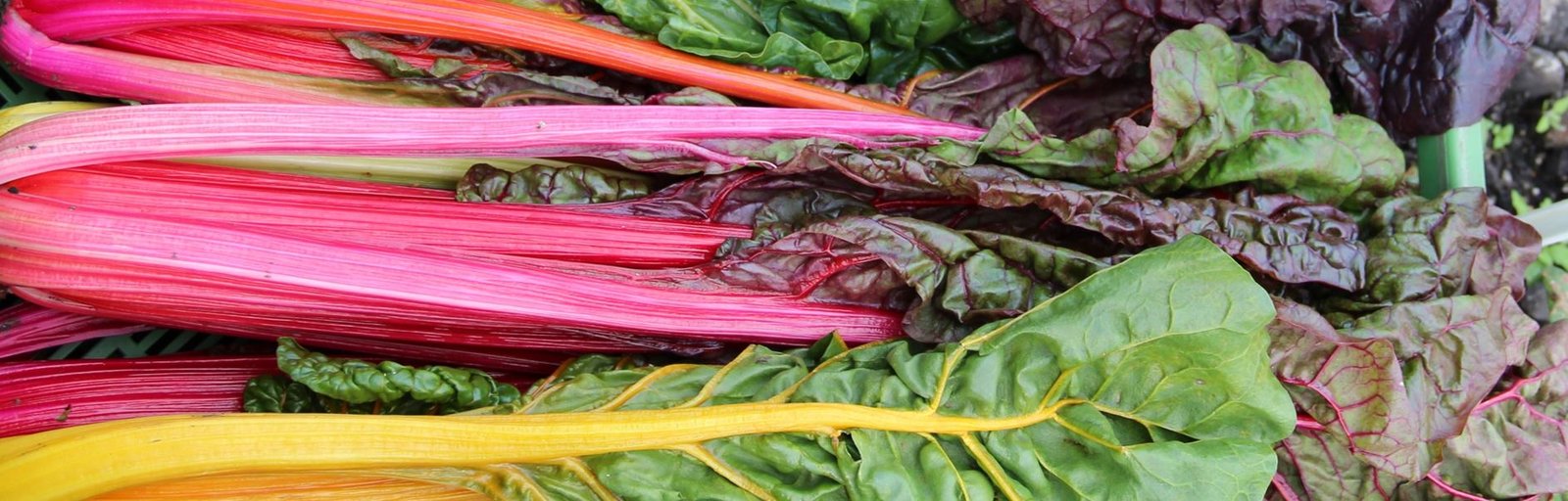 Heirloom Seeds and Squashes