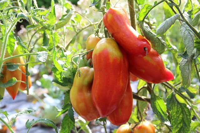 Tomato  “Andenhorn”