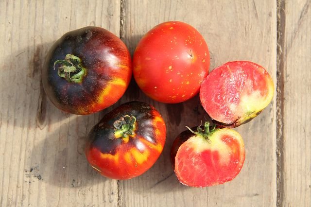 Tomato “Dark Galaxy”