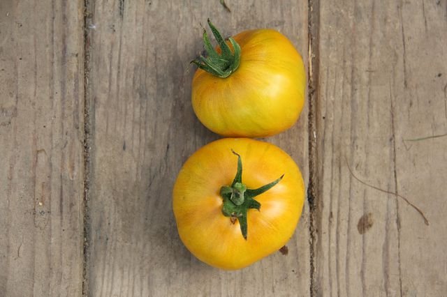 Tomato “Gelbes Zebra”