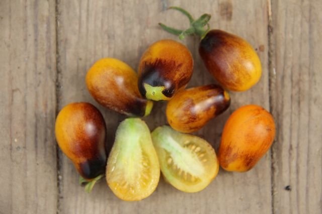 Cocktail tomato “Indigo Kumquat”