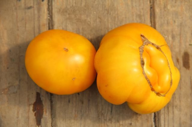 Tomato “Gelbe von Biskini”