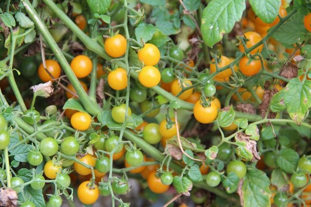 Wild tomato „Goldene Johanisbeere“