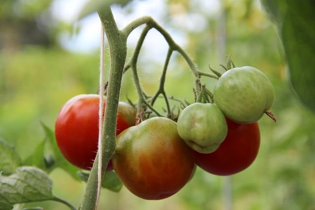 Cocktail tomato “Extra Early”