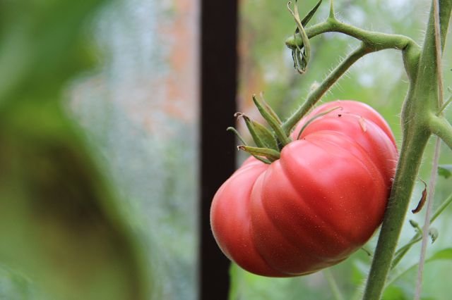 Tomato “Grandmothers Heart”