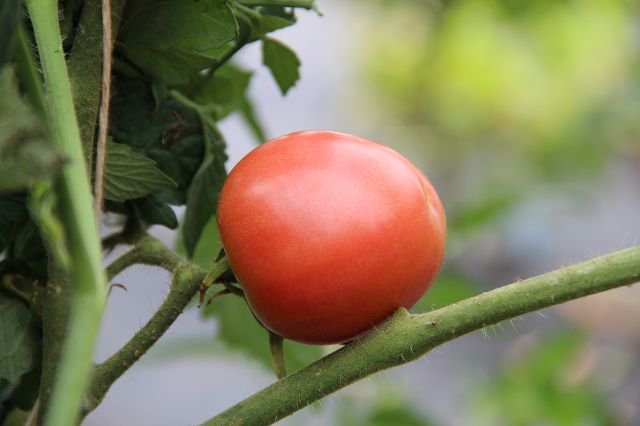 Tomato “Pink Early”