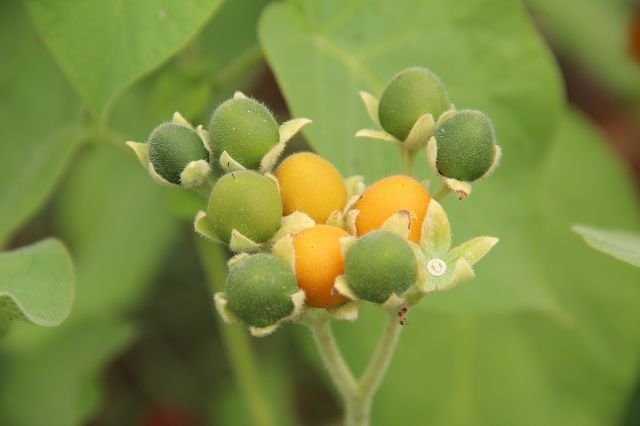 Dwarf tree tomato