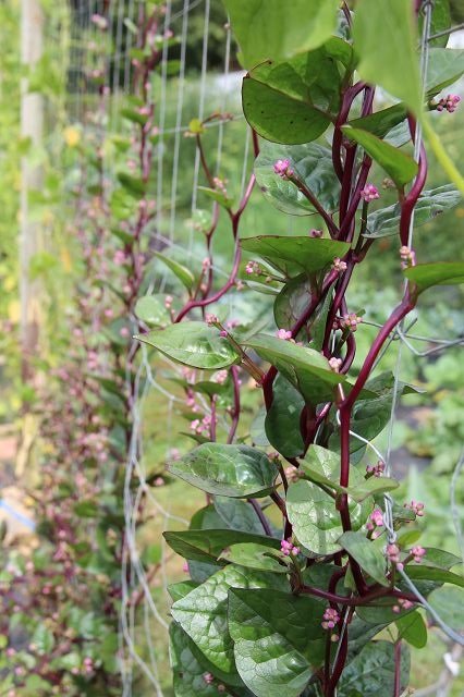 Malabar Spinach