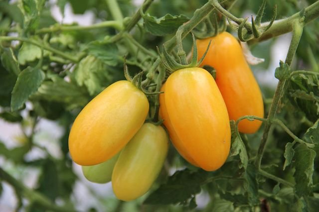 Cocktail tomato “Artisan Blush Tiger”