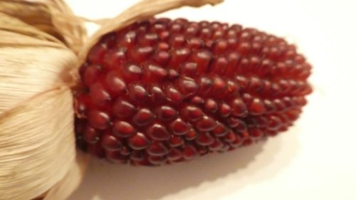 Popcorn corn "strawberry corn"