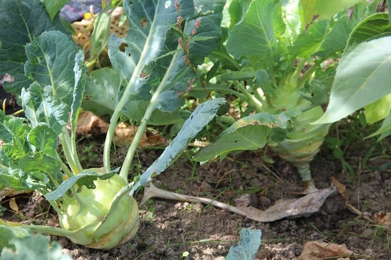 Giant kohlrabi "Superschmelz"