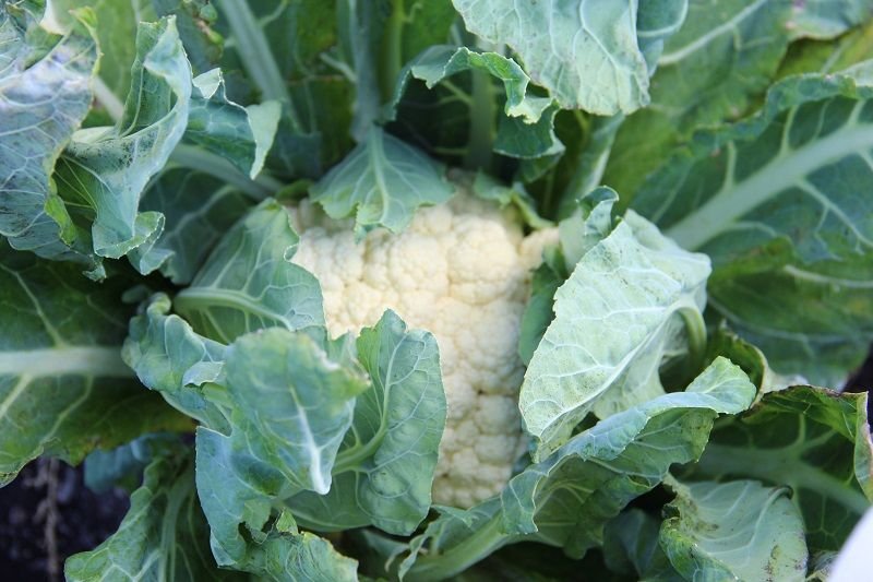 Cauliflower "Neckarperle "