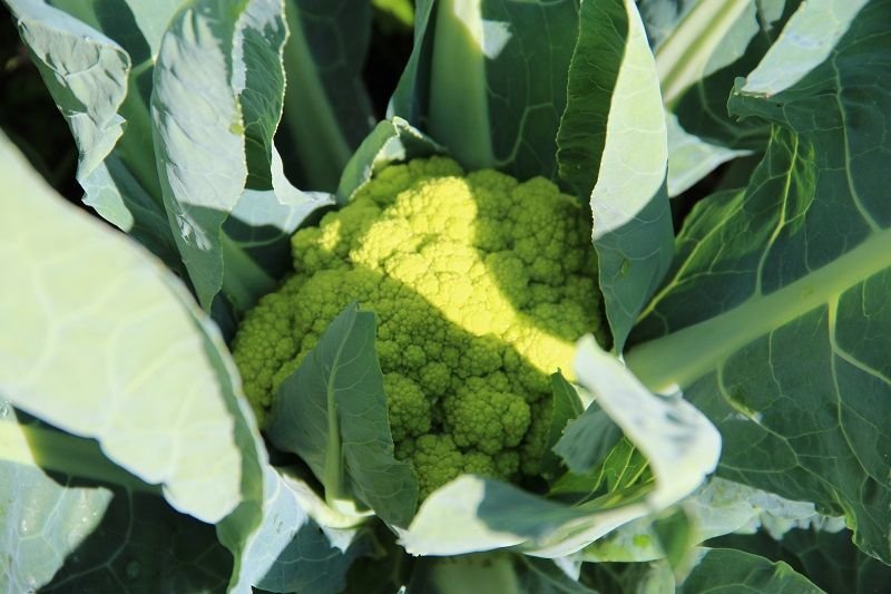 Cauliflower "Romanesco"