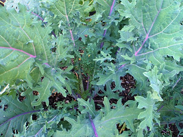 Siberian cabbage "Russian red"