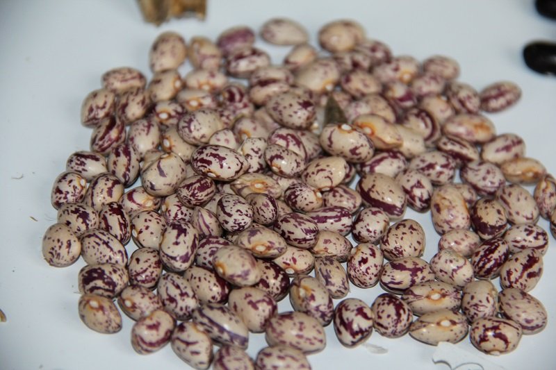 Pole bean "Heiligenberger Russe"