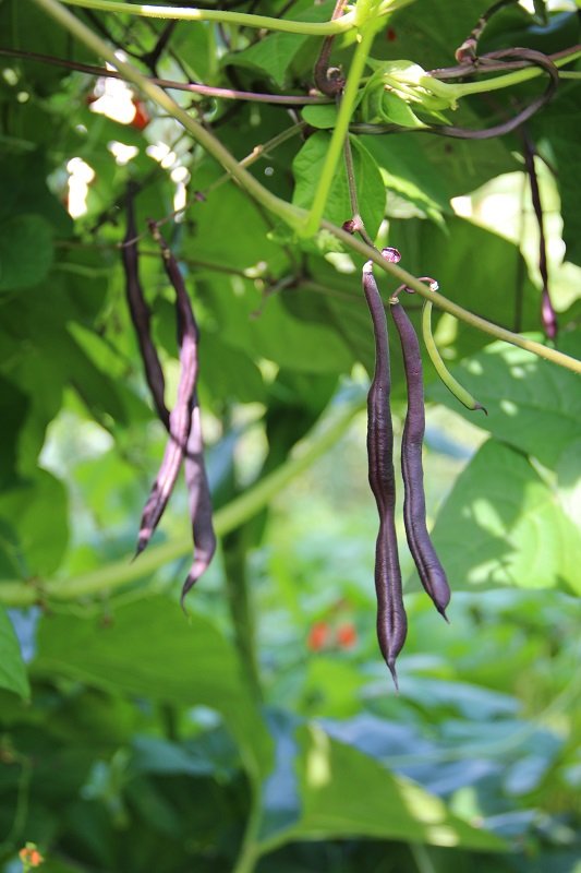 Pole bean "Blauhilde"