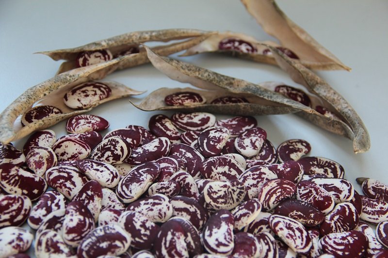 Pole bean "Lima Bohne"