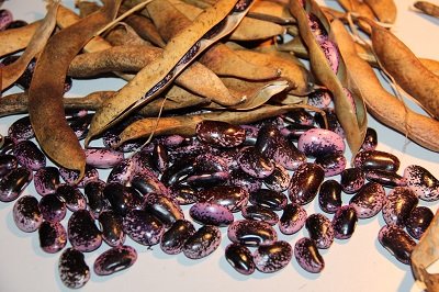 Fire bean "Schwabenbohne"