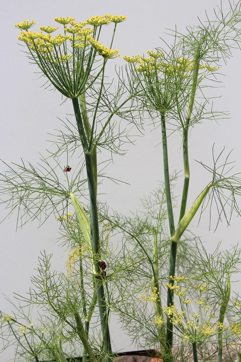 Tea fennel