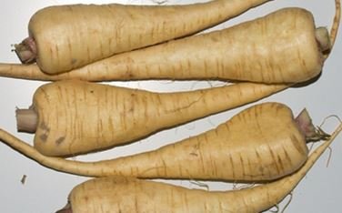 Parsnip "Half-long White"