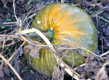 "Styrian oil pumpkin"