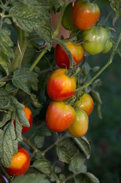 Tomato “Primavera”