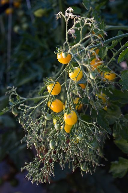 Tomato “Slivowidnij”