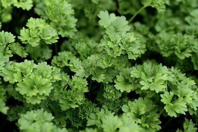 Curley parsley