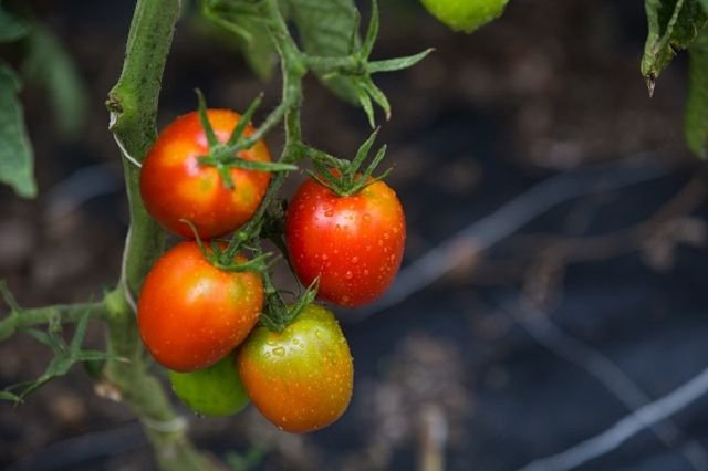 Tomato “De Berao”