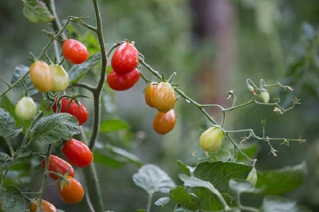 Cocktail tomato "Mini plum"