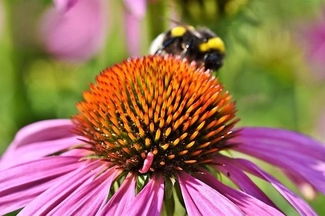 Red coneflower