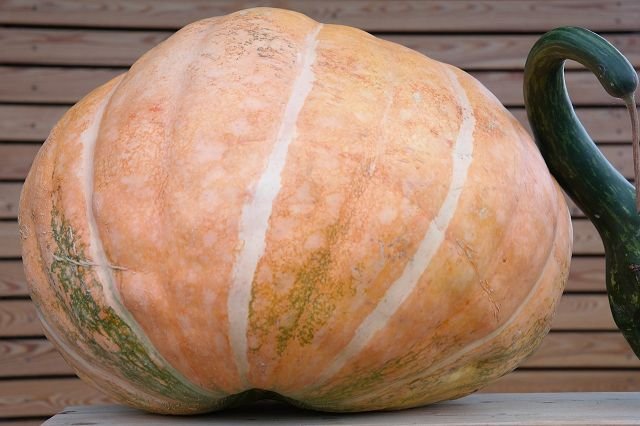 Giant squash "Atlantic Giant"