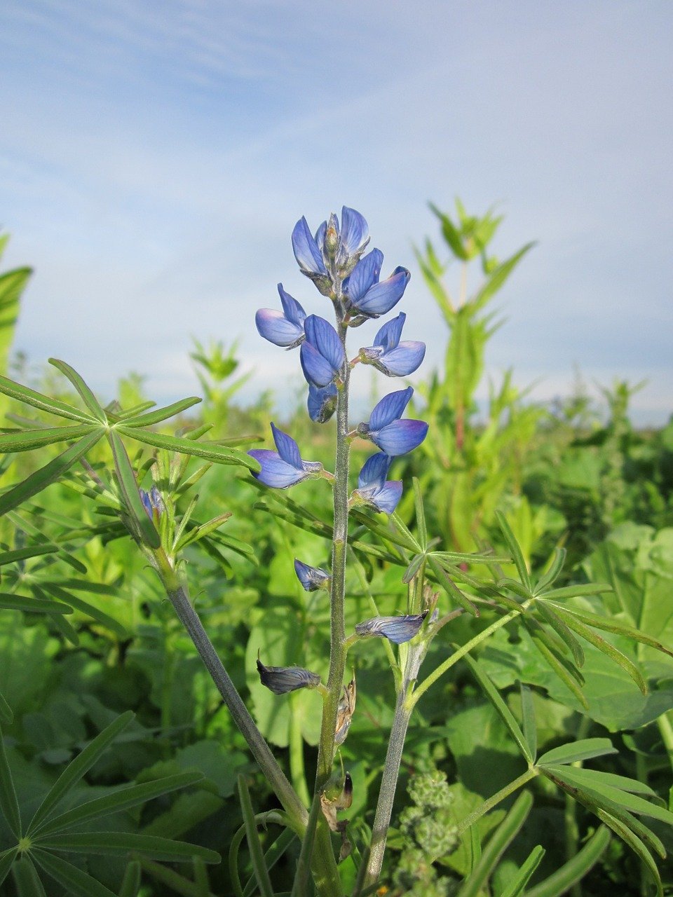 Blue lupine