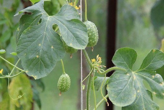 Anguria cucumber