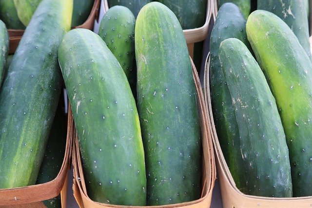 Cucumber „Tanja“