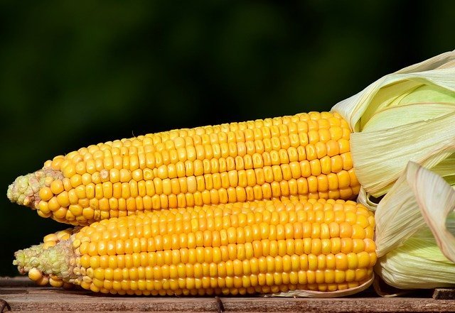 Sweet corn "Damaun"