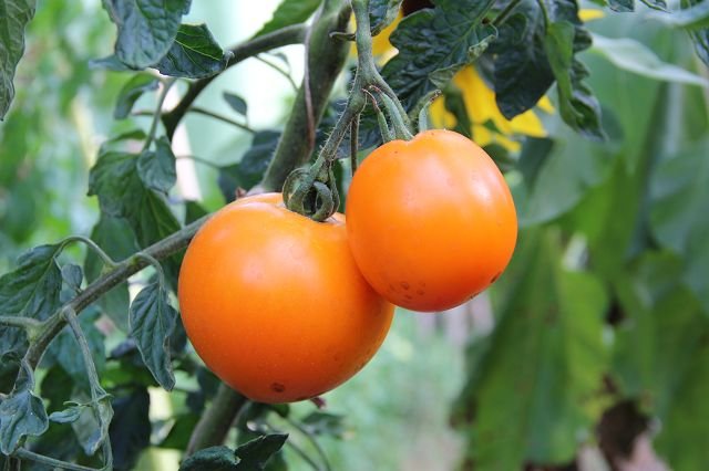 Meat Tomato "Mandarin"