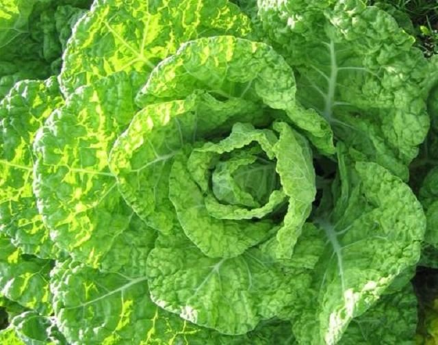 Butter cabbage "Goldvital“