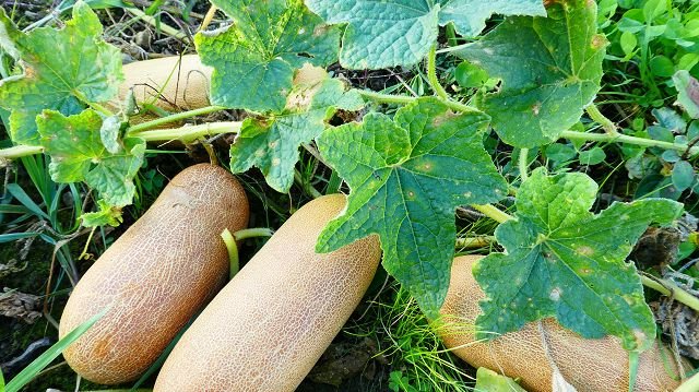 Russian field cucumber "Russkaya"