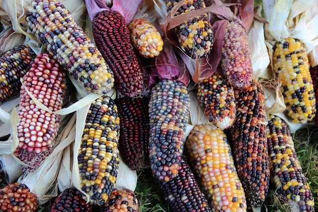 Glass Beaded Maize "Leuchtendes Argental"