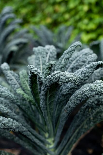 Palm cabbage "Nero di Toscana"