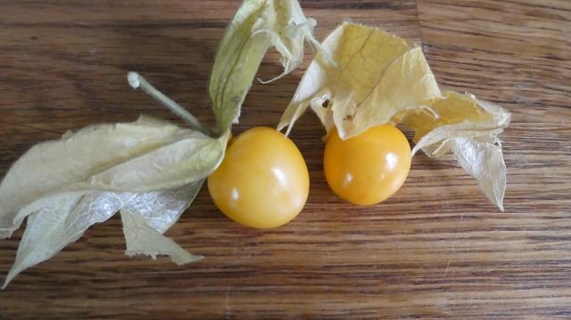 Andean berry "Schönbrunner Gold"