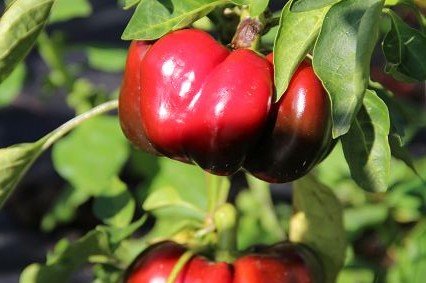 Pepper "Paradeisfrüchtiger"