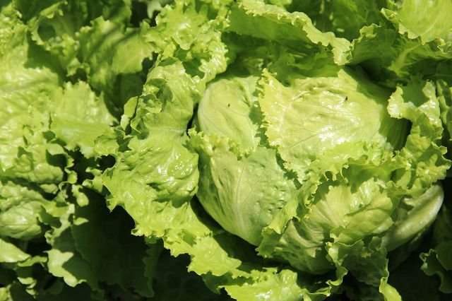 Lettuce „Gelber Kaiser“