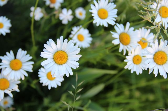 Meadow daisy
