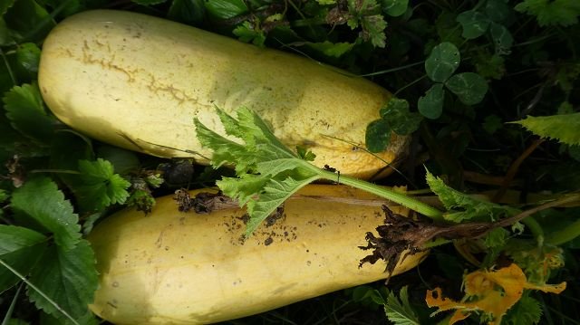 White courgette "Erken