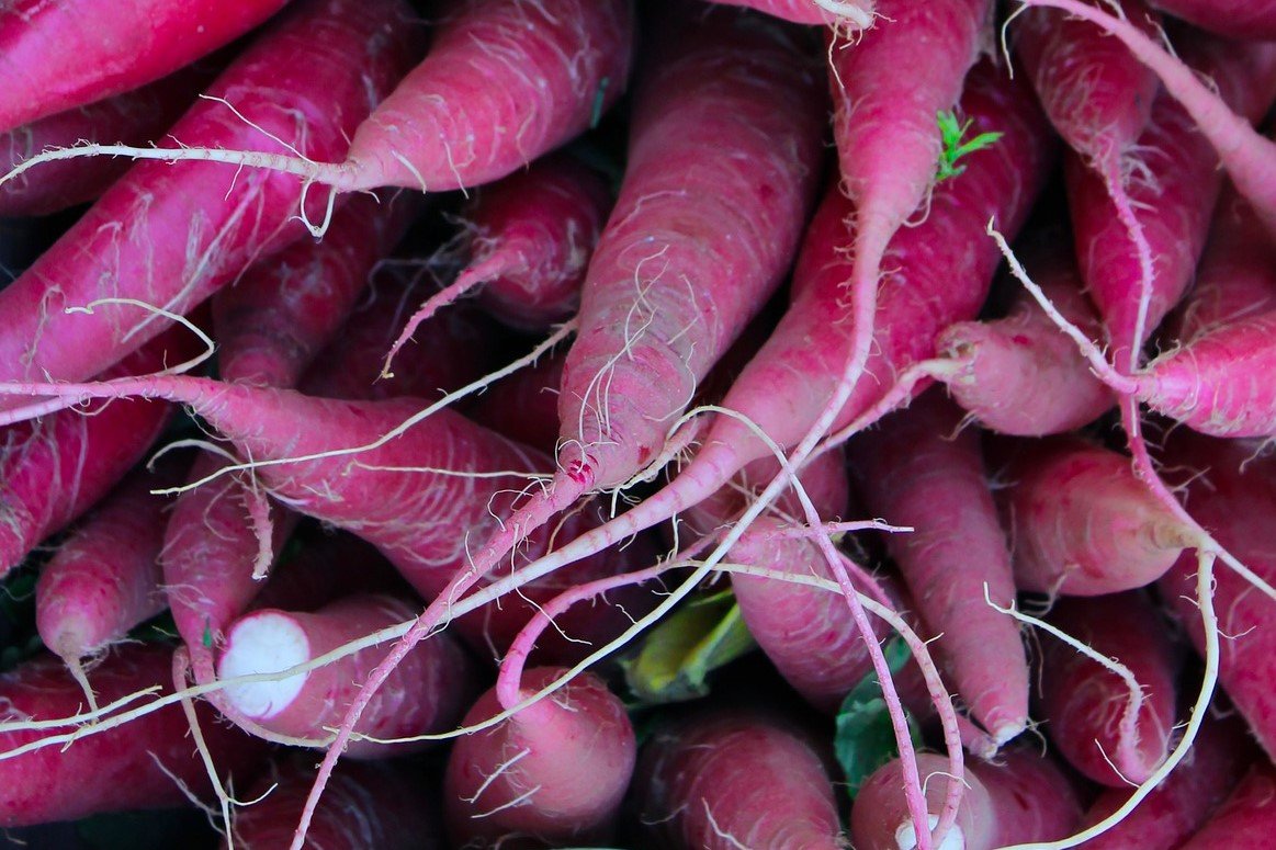 Radish „Blauer Herbst & Winter“