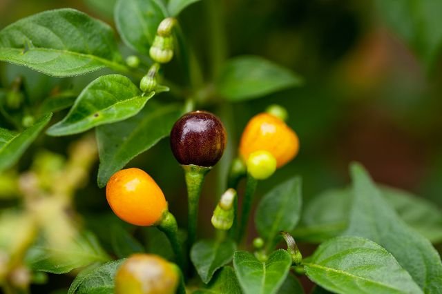 Chili "Aji Charapita"