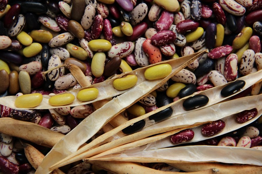 Bush Bean "Colorful Stool Bean"